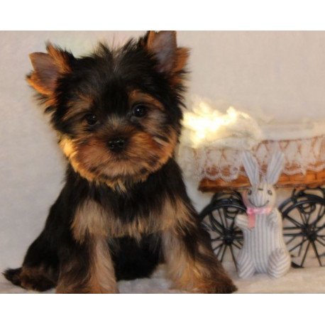 Yorkshire Terrier ZE
