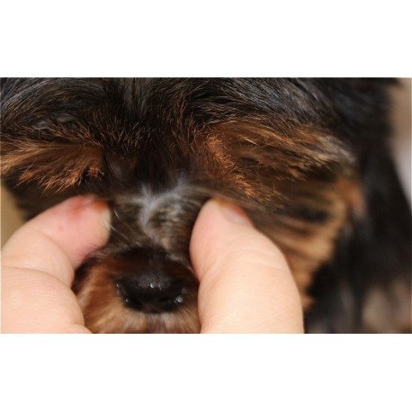 Yorkshire Terrier ZE