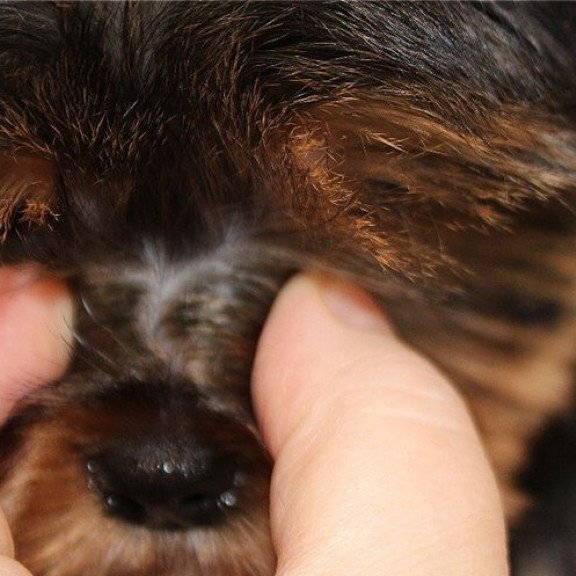 Yorkshire Terrier ZE