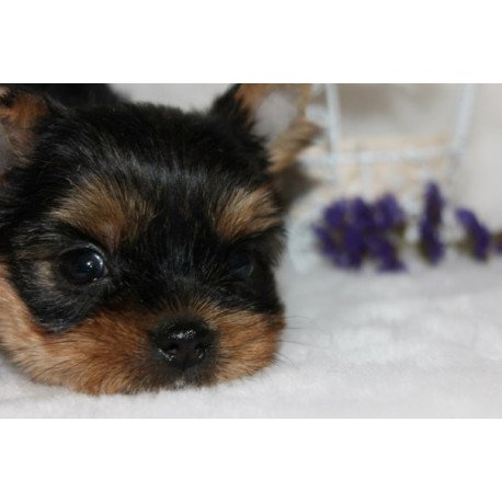 Yorkshire Terrier ZE