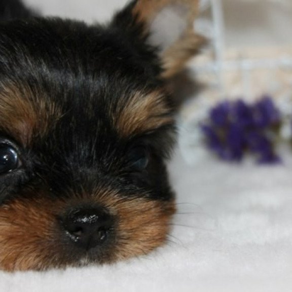 Yorkshire Terrier ZE