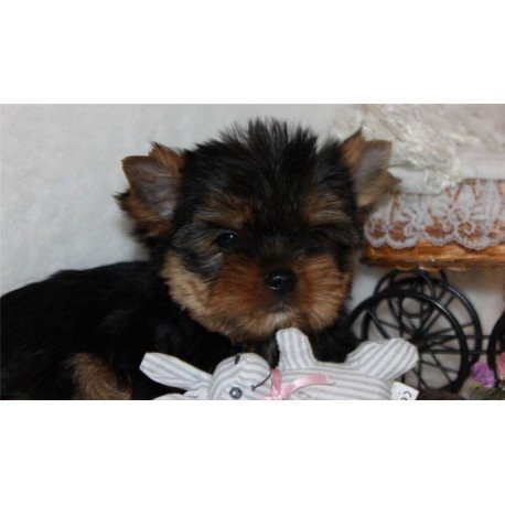Yorkshire Terrier ZE