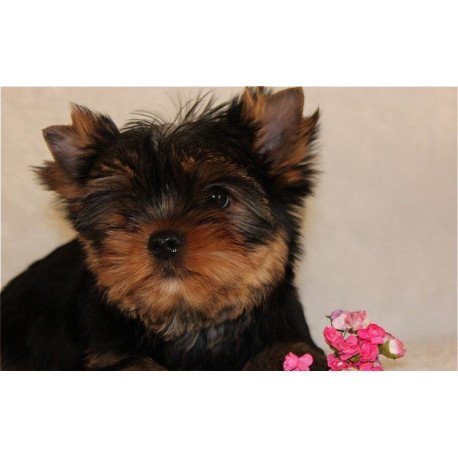Yorkshire Terrier ZE