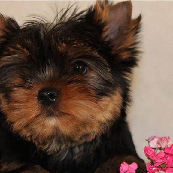 Yorkshire Terrier ZE