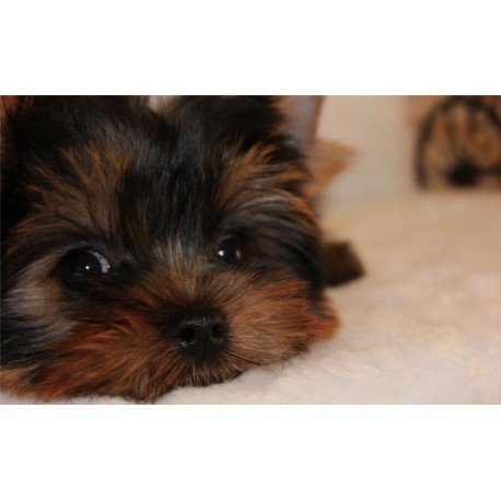 Yorkshire Terrier ZE