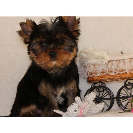 Yorkshire Terrier ZE
