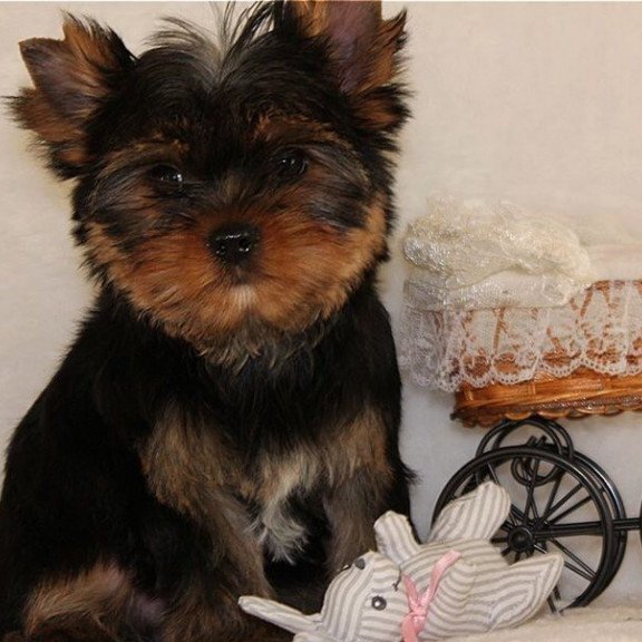 Yorkshire Terrier ZE