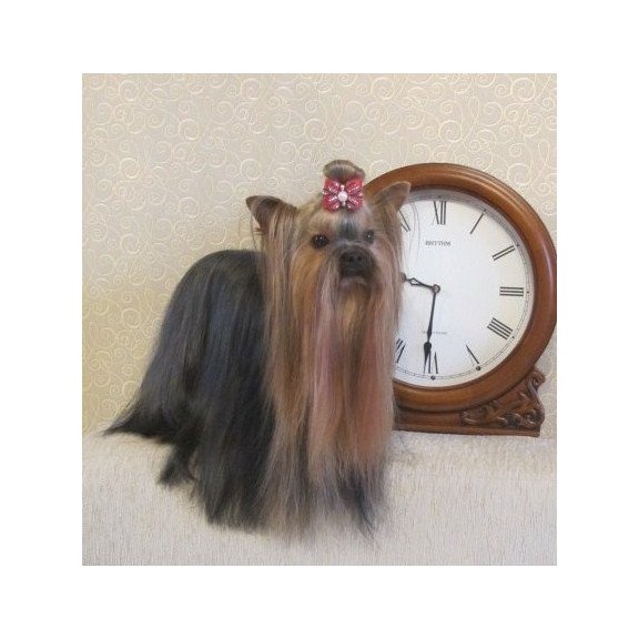 Yorkshire Terrier ZE