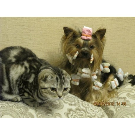 Yorkshire Terrier ZE