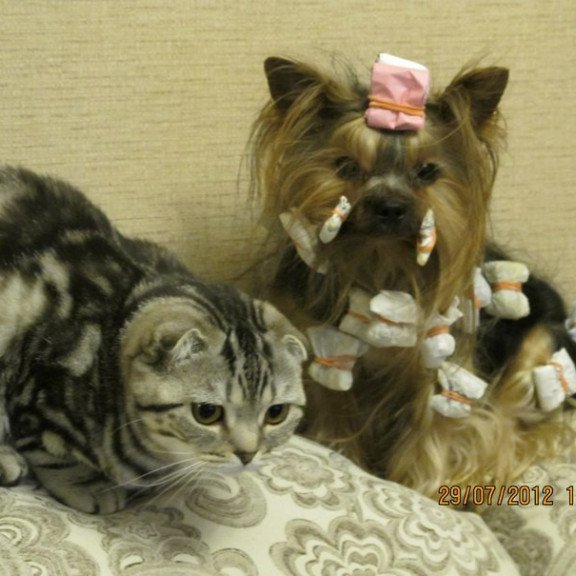Yorkshire Terrier ZE