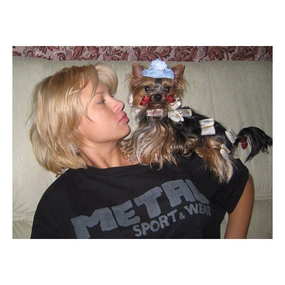 Yorkshire Terrier ZE
