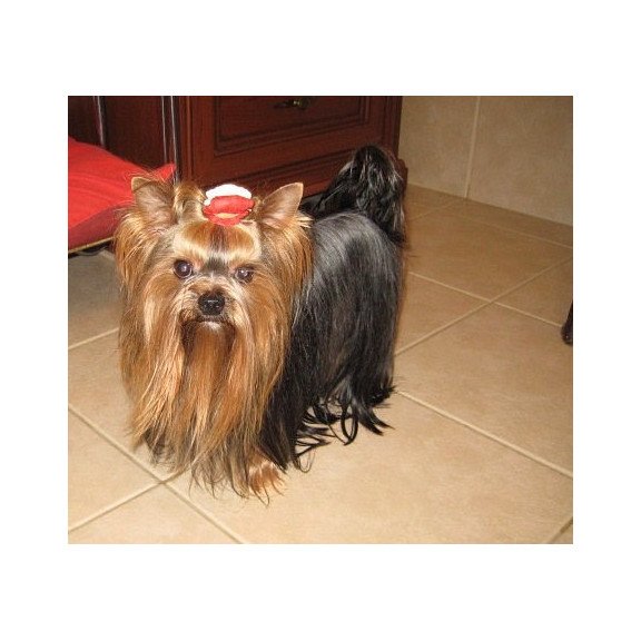 Yorkshire Terrier ZE