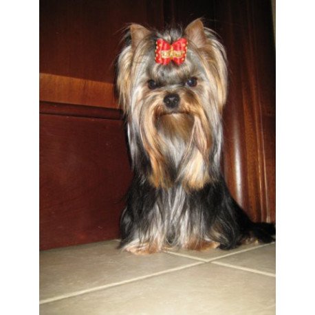 Yorkshire Terrier ZE
