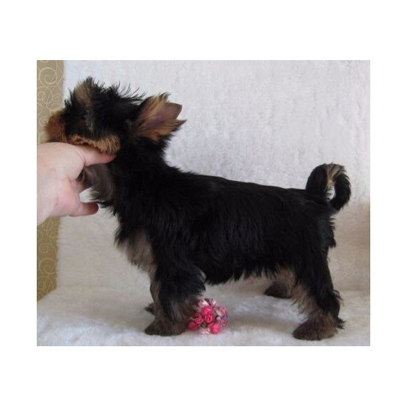 Yorkshire Terrier ZE