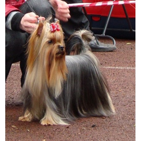 Yorkshire Terrier ZE