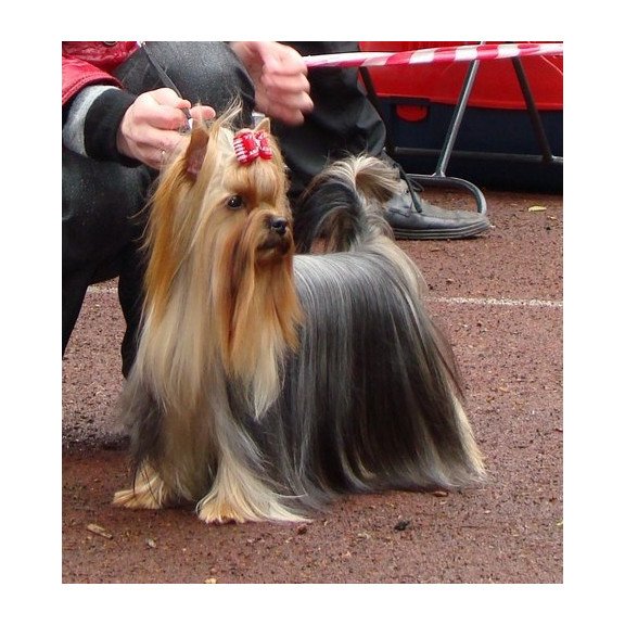 Yorkshire Terrier ZE