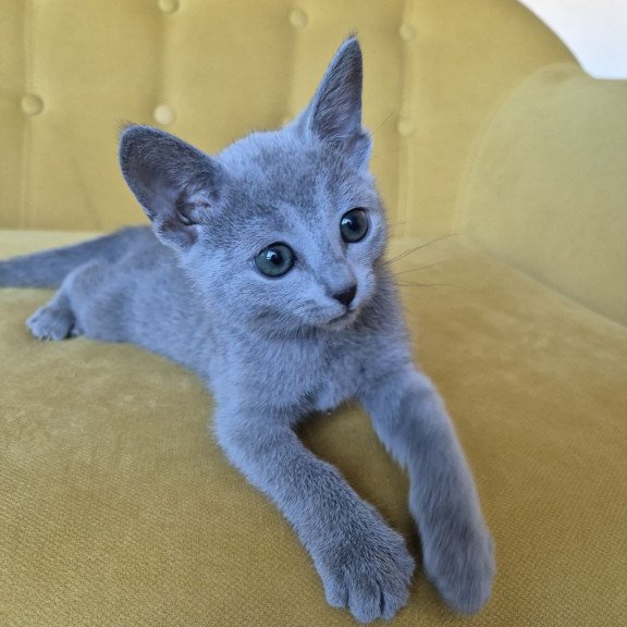 Russian Blue REK 2.25 E