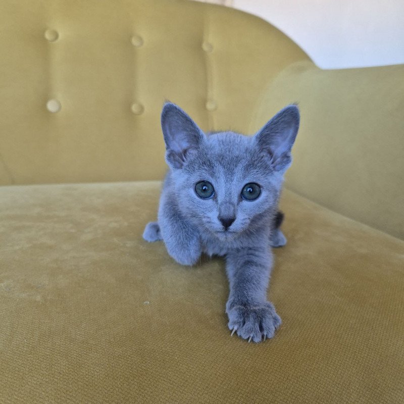 Russian Blue REK 2.25 E