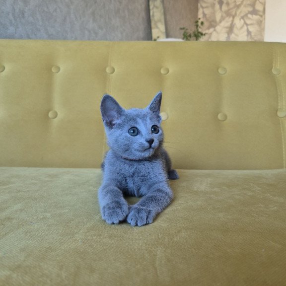 Russian Blue REK 2.25 E