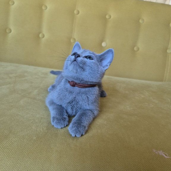 Russian Blue REK 2.25 E
