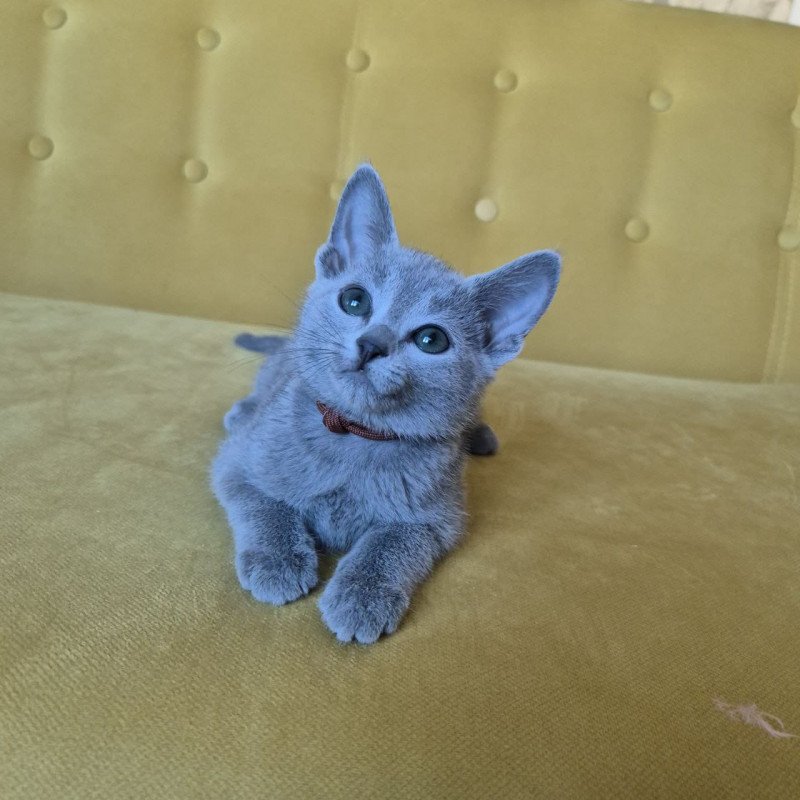 Russian Blue REK 2.25 E
