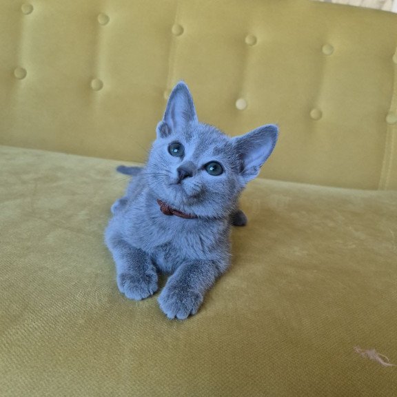 Russian Blue REK 2.25 E