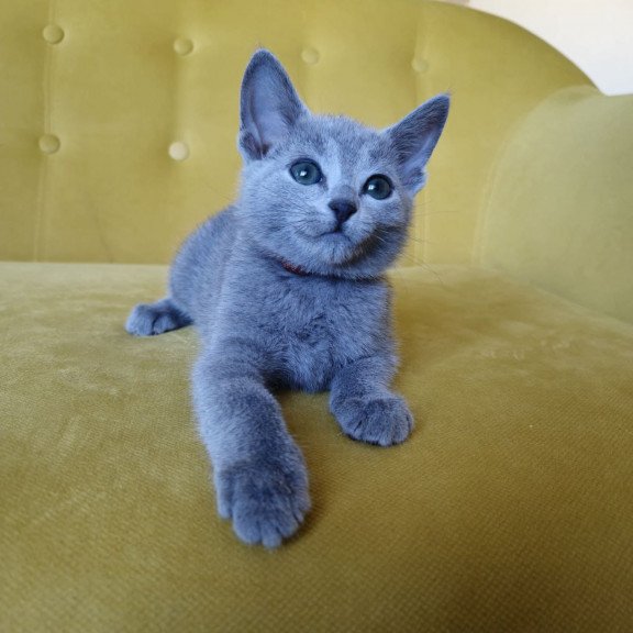 Russian Blue REK 2.25 E