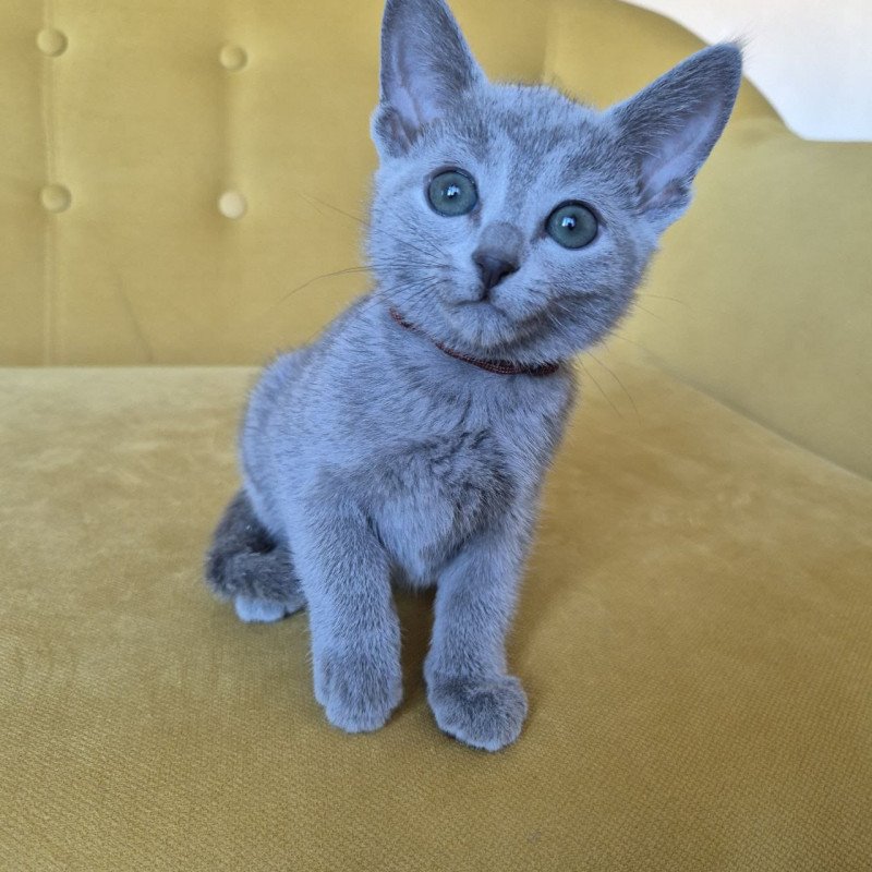 Russian Blue REK 2.25 E