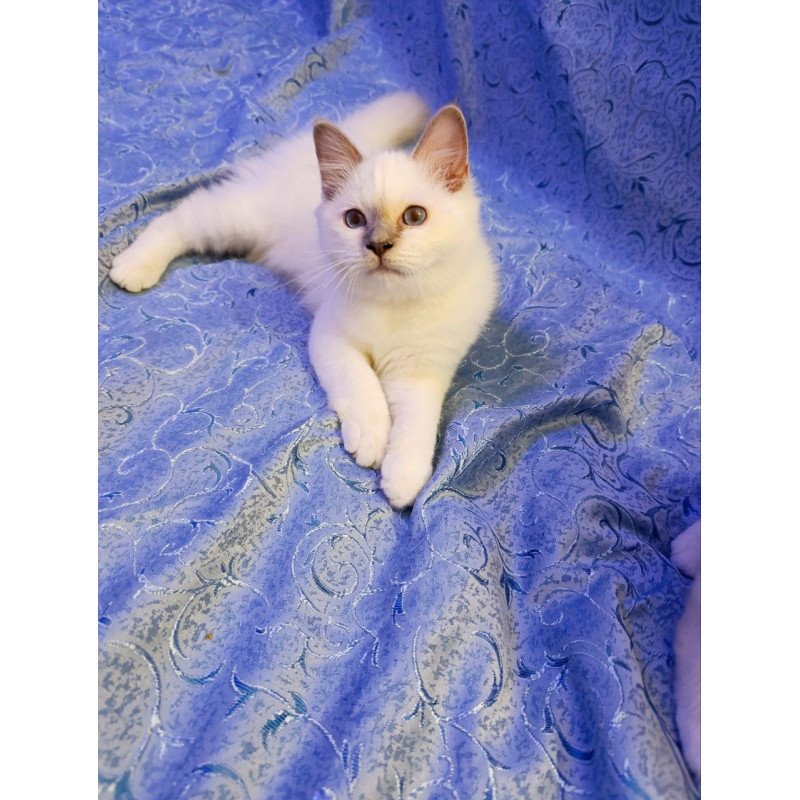 Birman REK 2.13