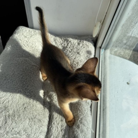 Abyssinian REK 2.26K