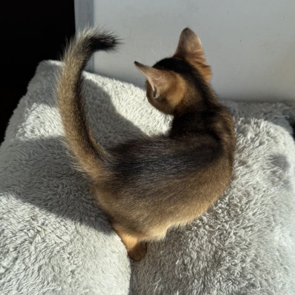 Abyssinian REK 2.26K