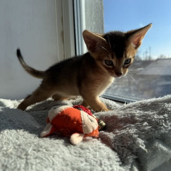 Abyssinian REK 2.26K