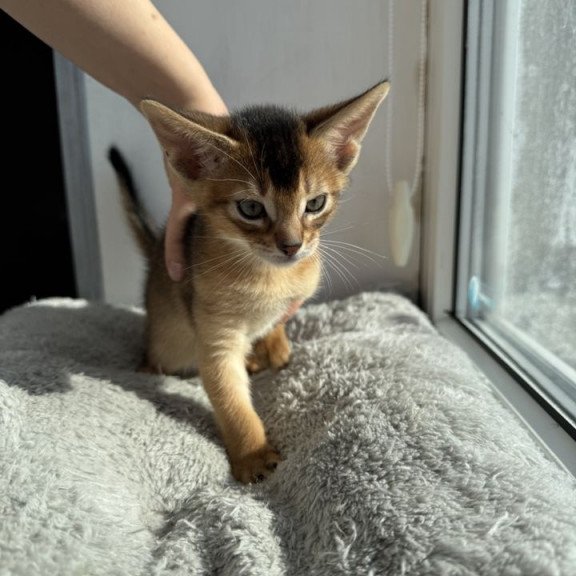 Abyssinian REK 2.26K