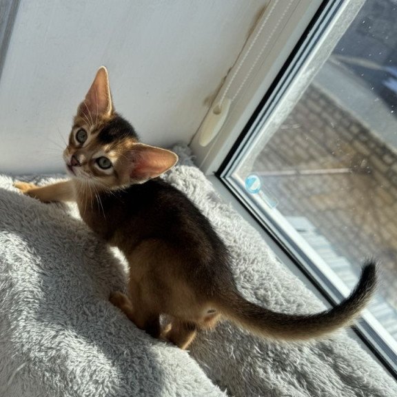 Abyssinian REK 2.26K