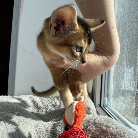 Abyssinian REK 2.26K