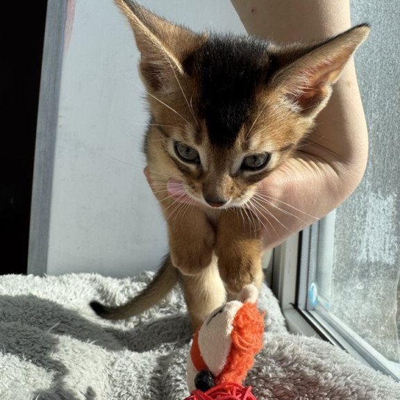 Abyssinian REK 2.26K