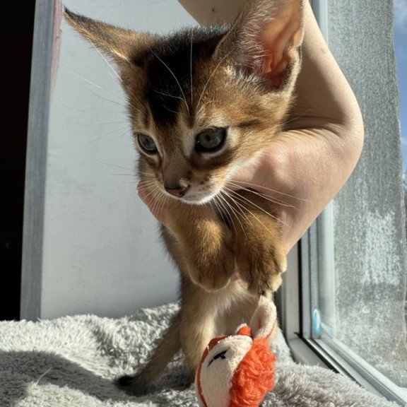 Abyssinian REK 2.26K