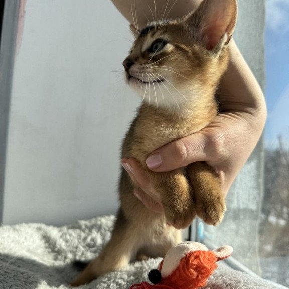 Abyssinian REK 2.26K