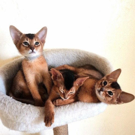 Abyssinian REK 2.25P