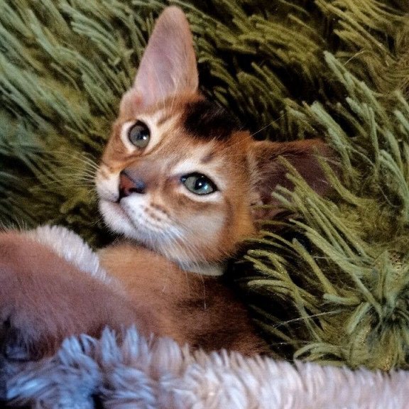 Abyssinian REK 2.25P