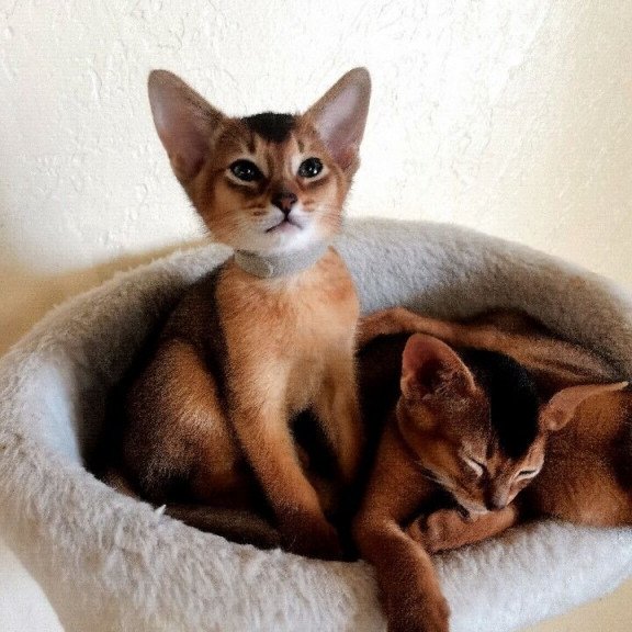 Abyssinian REK 2.25P