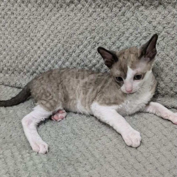 Cornish Rex REK 2.26W