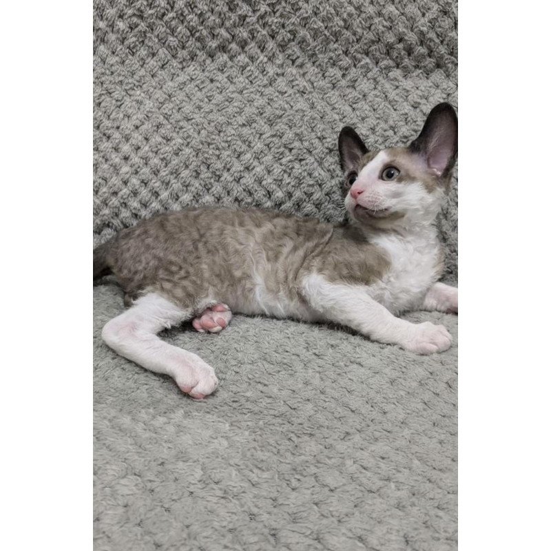 Cornish Rex REK 2.26W