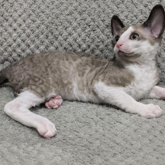 Cornish Rex REK 2.26W