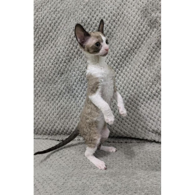 Cornish Rex REK 2.26W