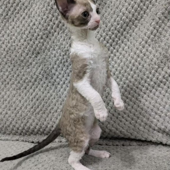 Cornish Rex REK 2.26W