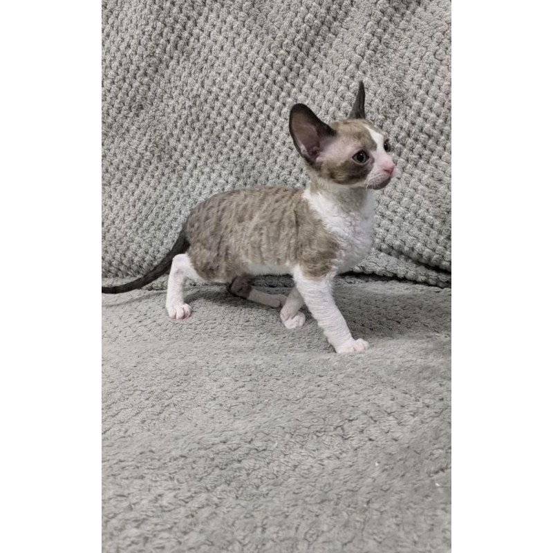 Cornish Rex REK 2.26W