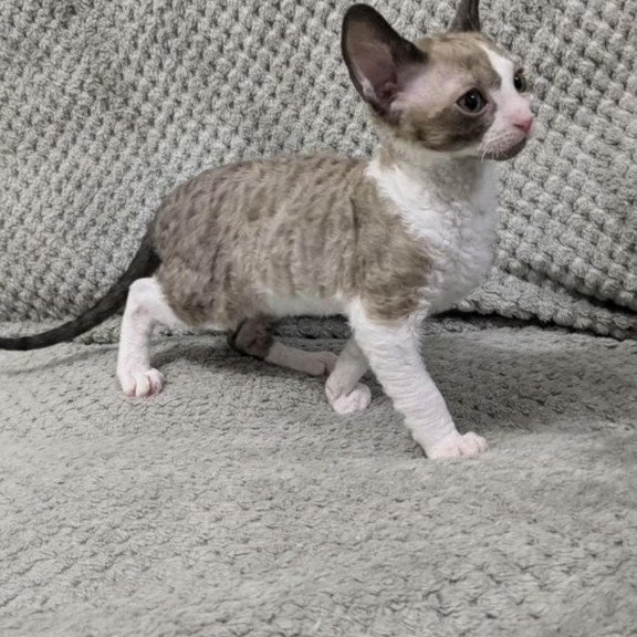 Cornish Rex REK 2.26W