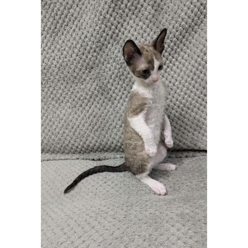 Cornish Rex REK 2.26W