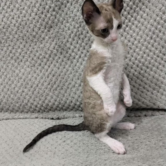Cornish Rex REK 2.26W